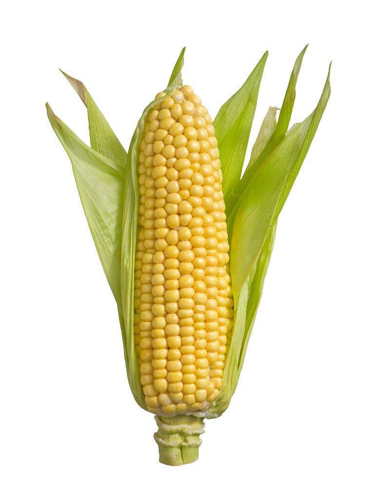 Jagung Manis Organik